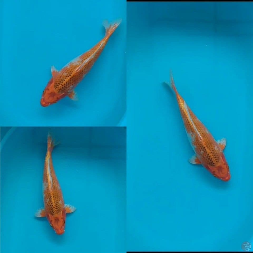 Sabikoyo Female 45 cm