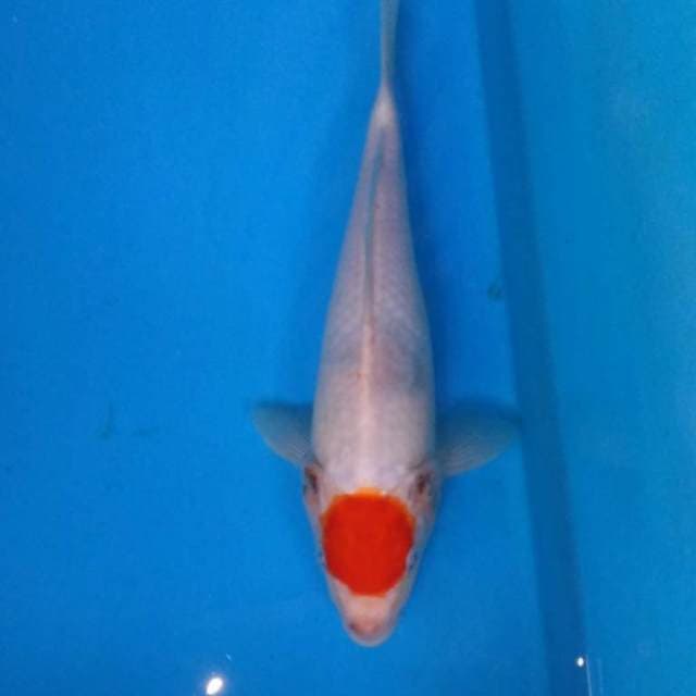 TANCHO KOHAKU