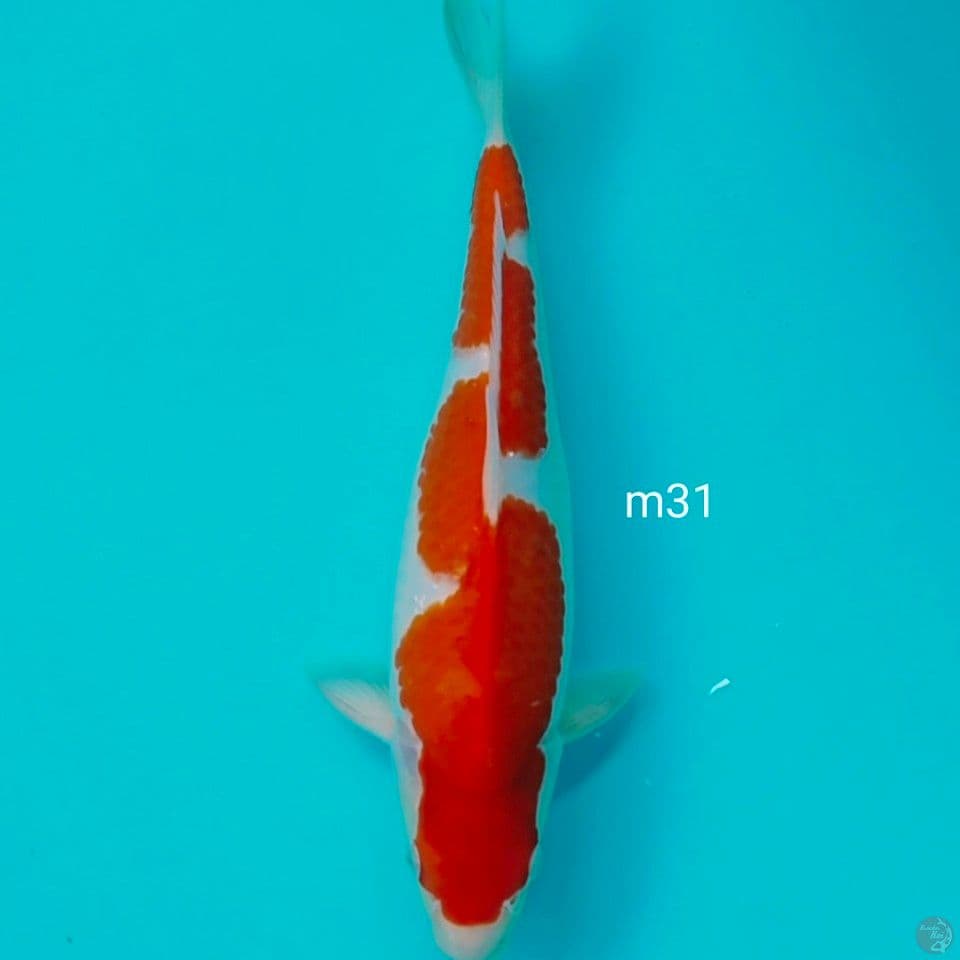 inazuma jantan 31cm