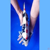 showa 40cm