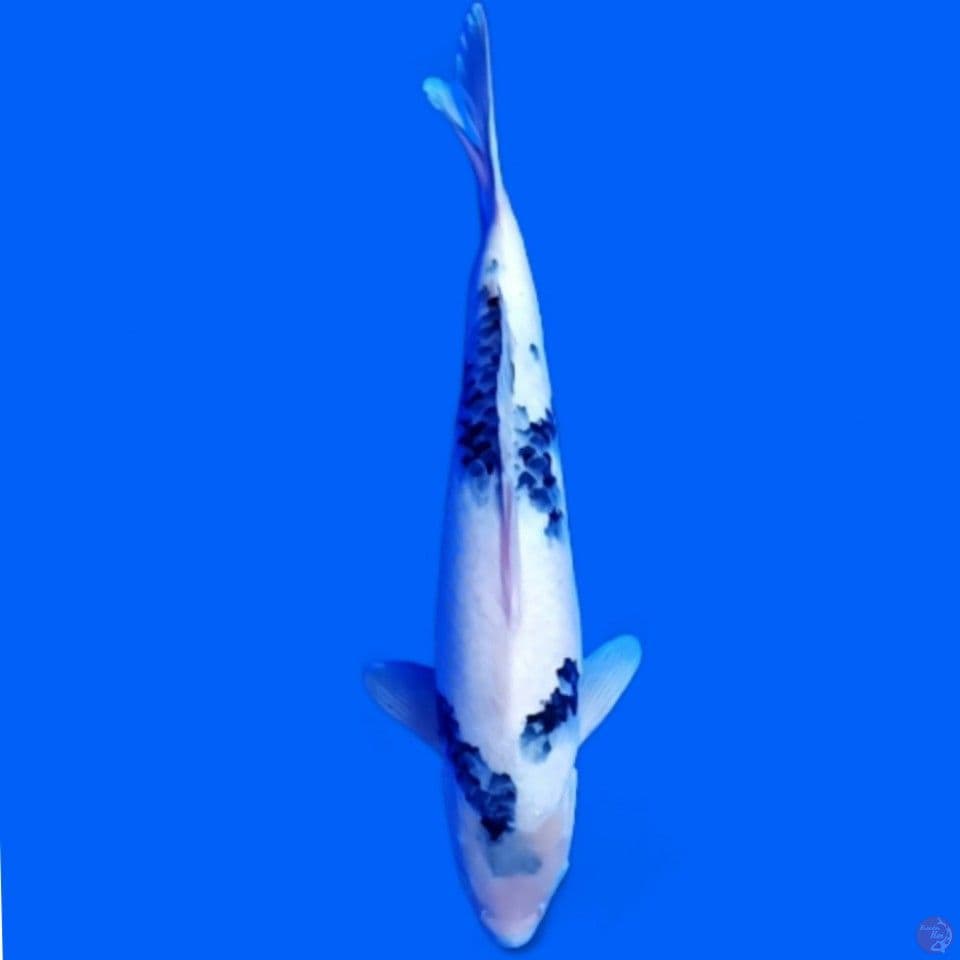 siro 40cm