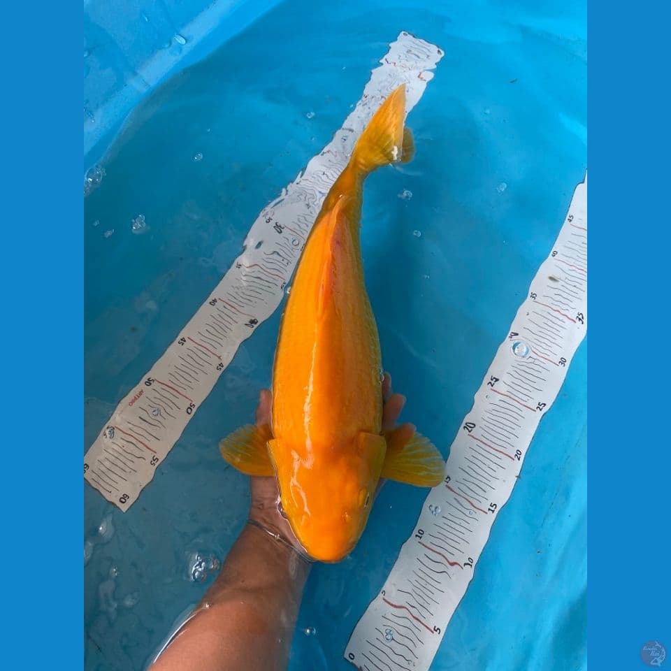 42 punuk karashi lemon