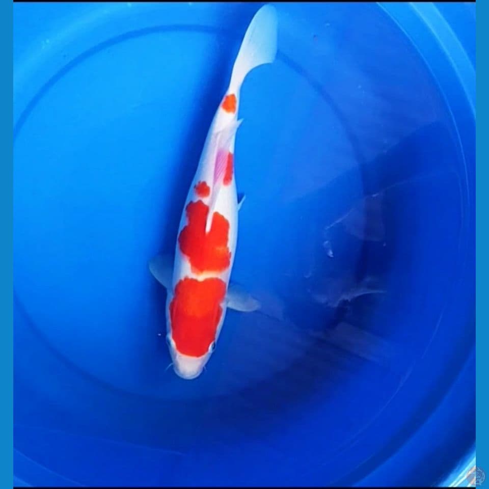 kohaku 34 cm Fm