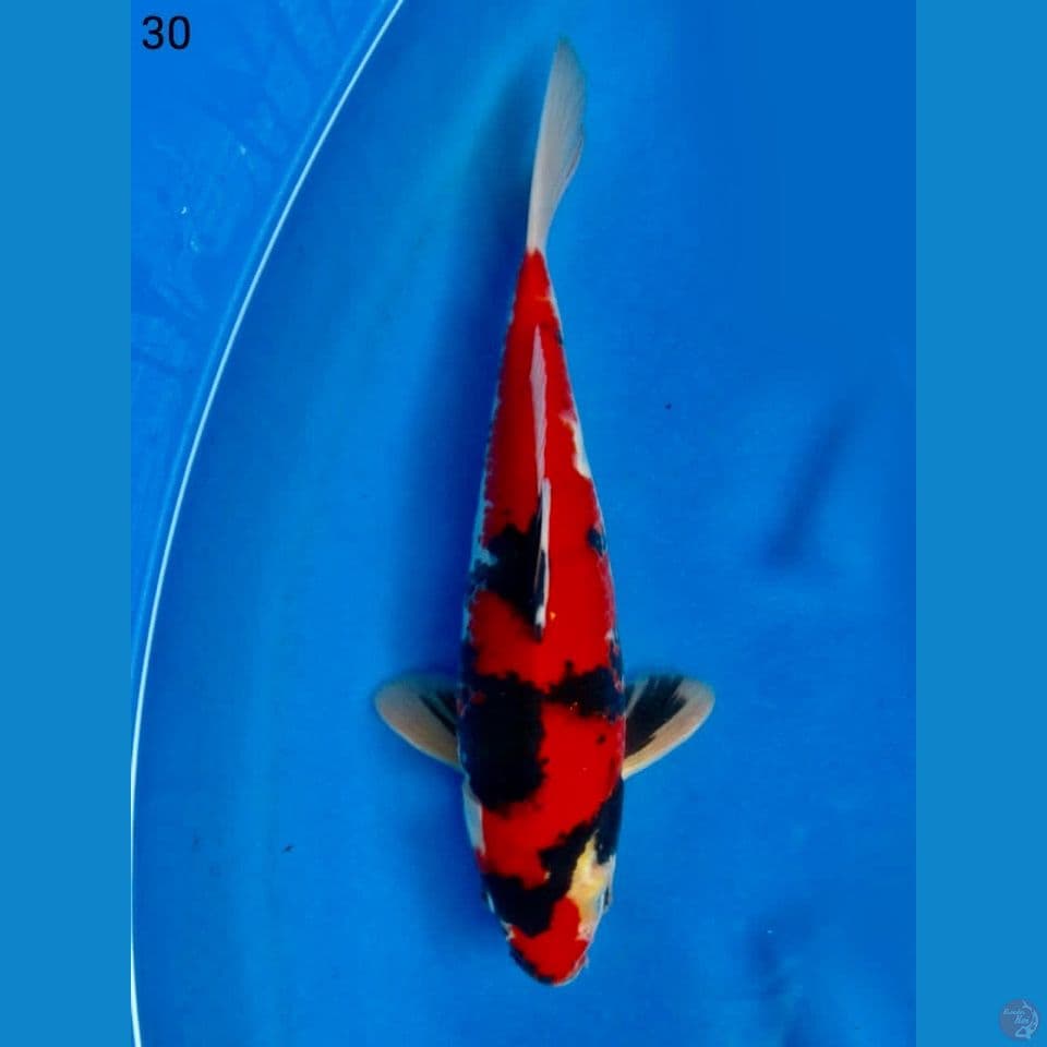 Red hi showa 30cm