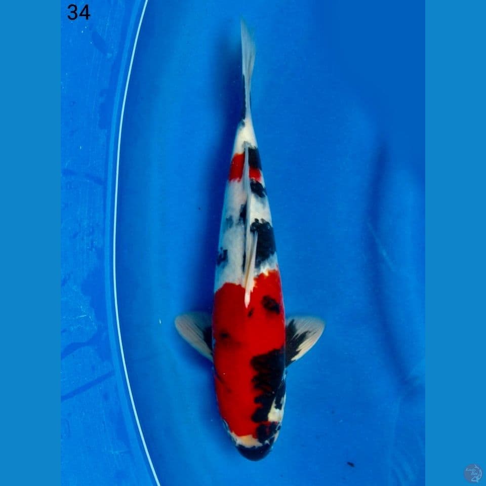 Kindai showa tategoi size 34cm 