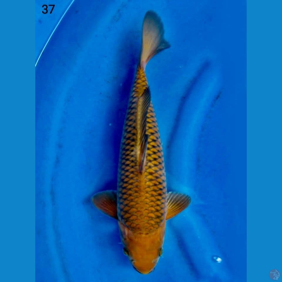 Chagoi tembaga ring rapi 37cm
