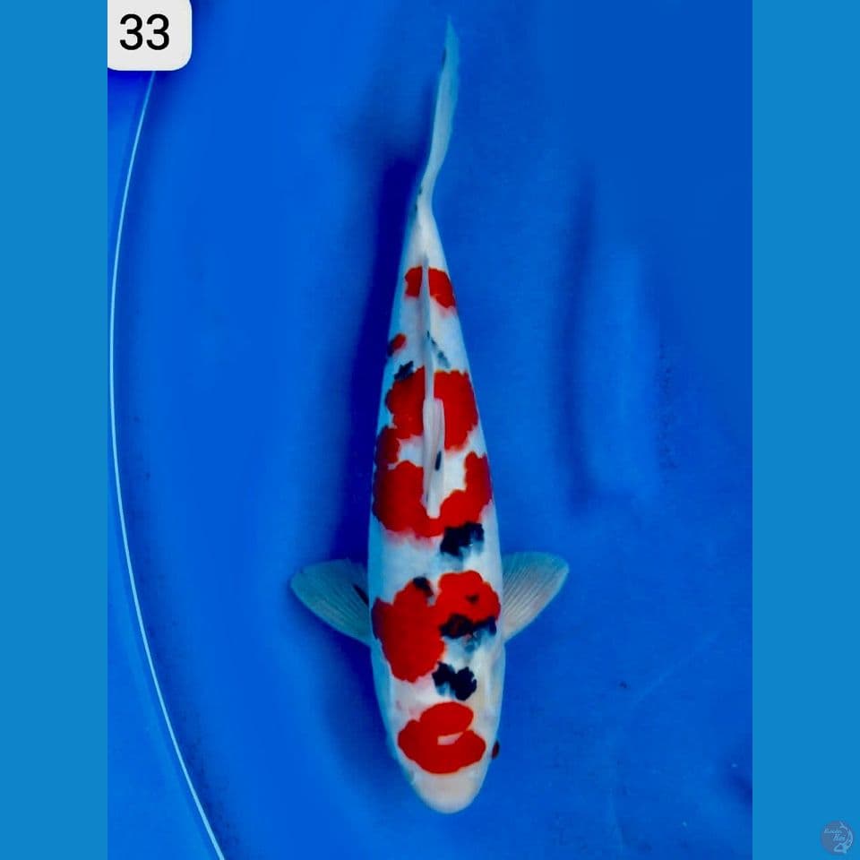Sanke original 33cm 