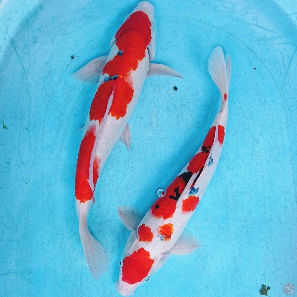 SANKE RED STRONG 36,40 CM (2 EKOR )