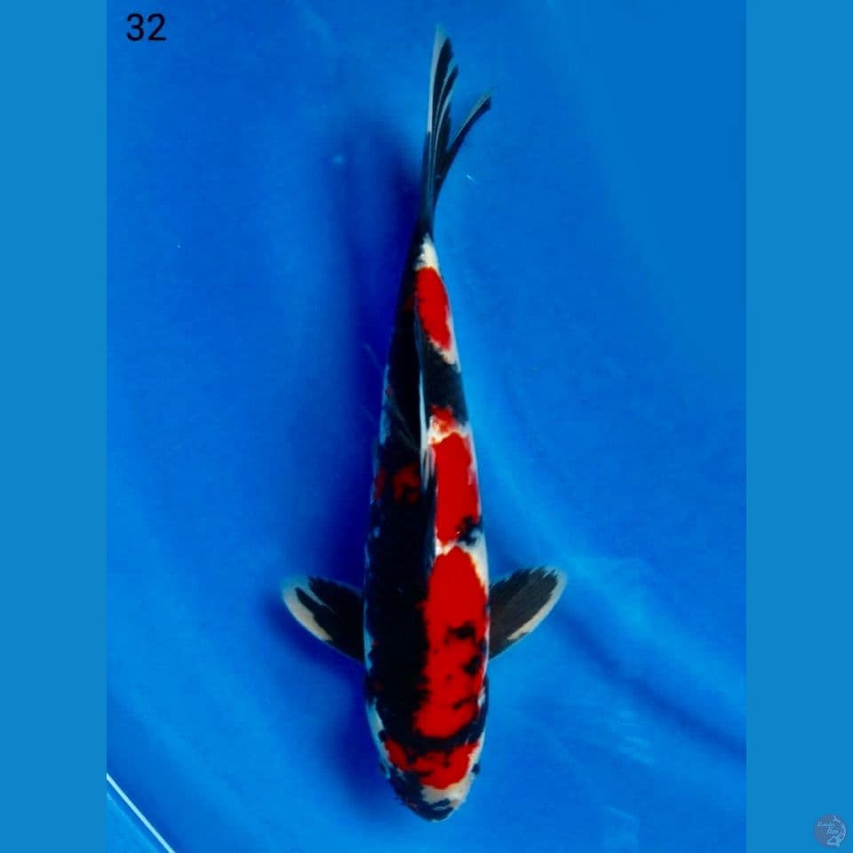 Red showa 32cm 