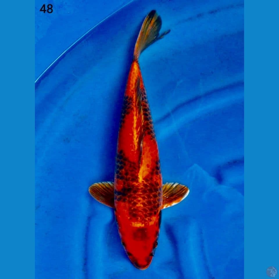 Kg utsuri calon jumbo 48 cm 