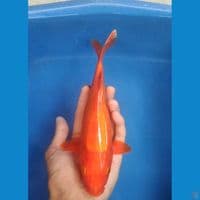 Benigoi Ginrin 25cm