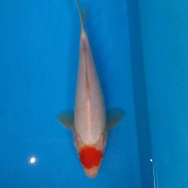TAnCHO KOHAKU