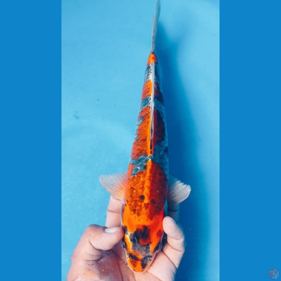 GINGA 32CM