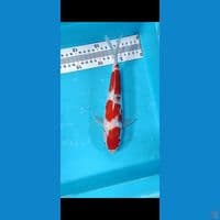 FEMALE KOHAKU GINRIN 23CM CUTT BUKA DEPAN KERING
