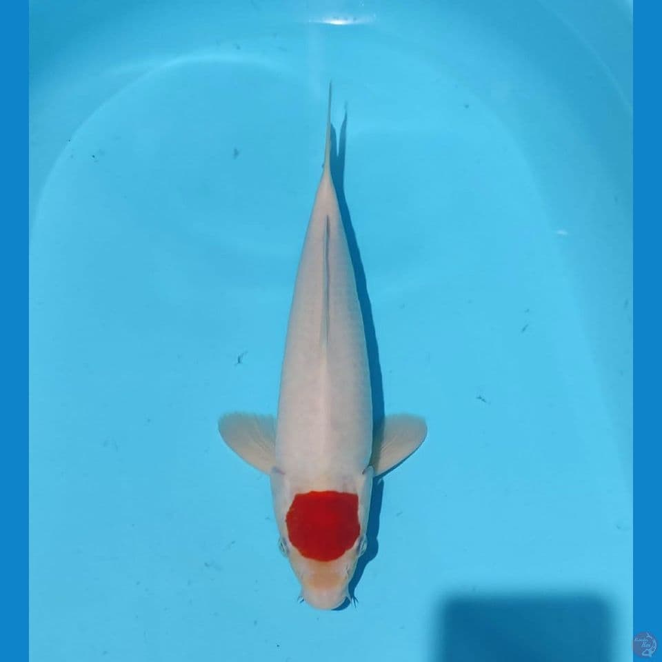 TC sz 35cm/male