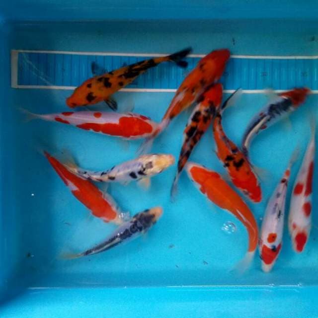 Mix 16-20 cm