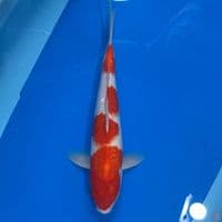 m35cm kohaku