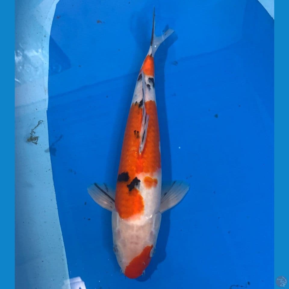 m35cm sanke