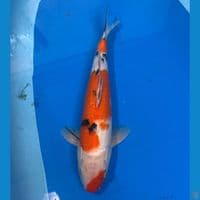 m35cm sanke