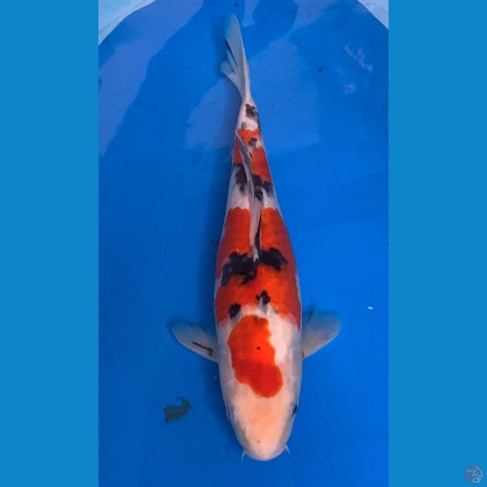 sanke 35cm