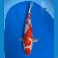 male 36cm