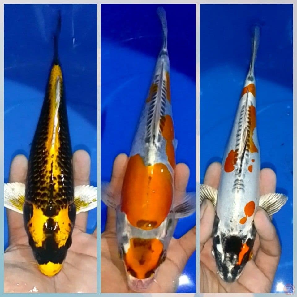 NARUTO KIKO 25-30