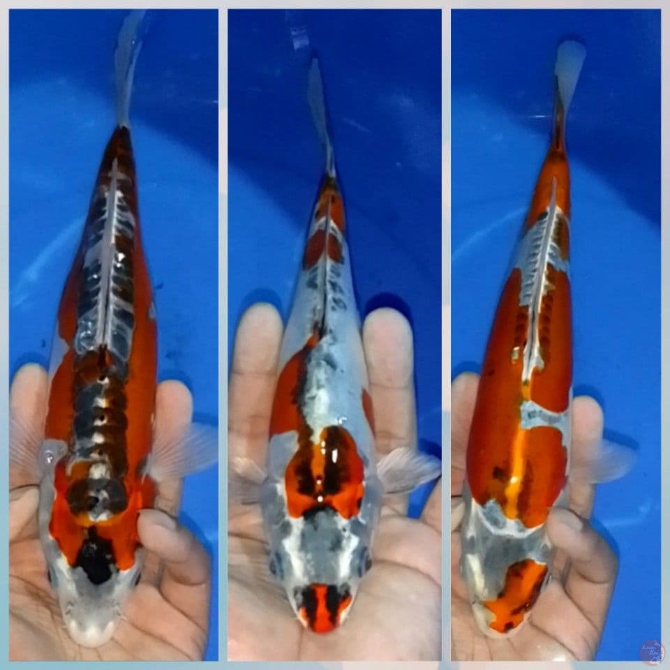 kikokuriyu 25-27