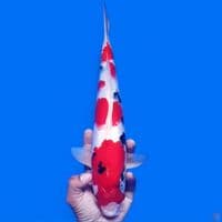 showa 34cm
