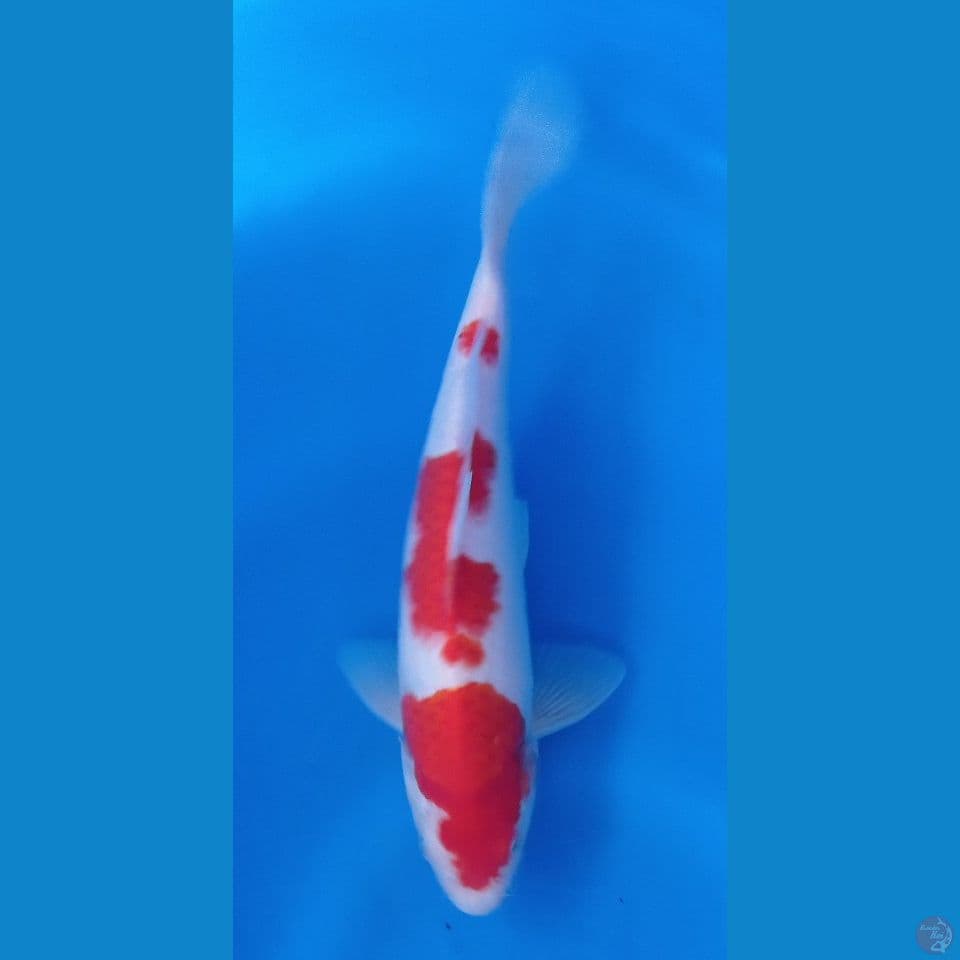 kohaku 30cm