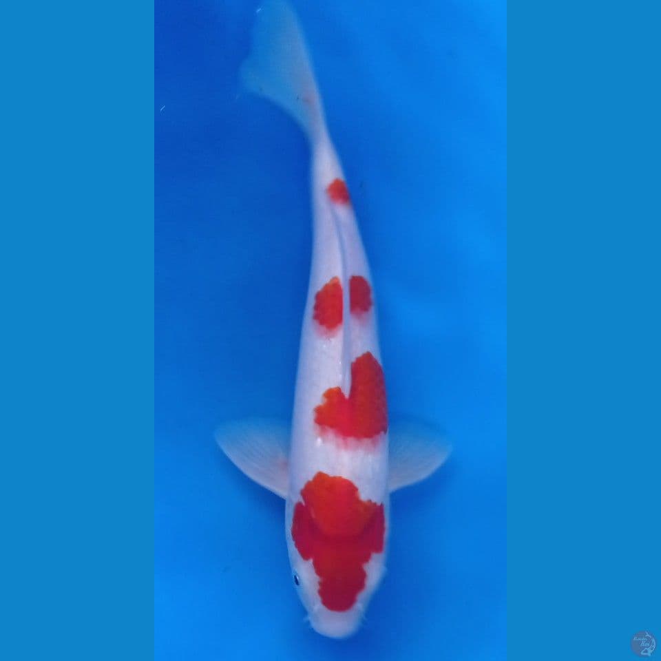 kohaku 30cm