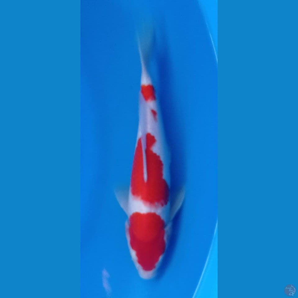 kohaku 29cm