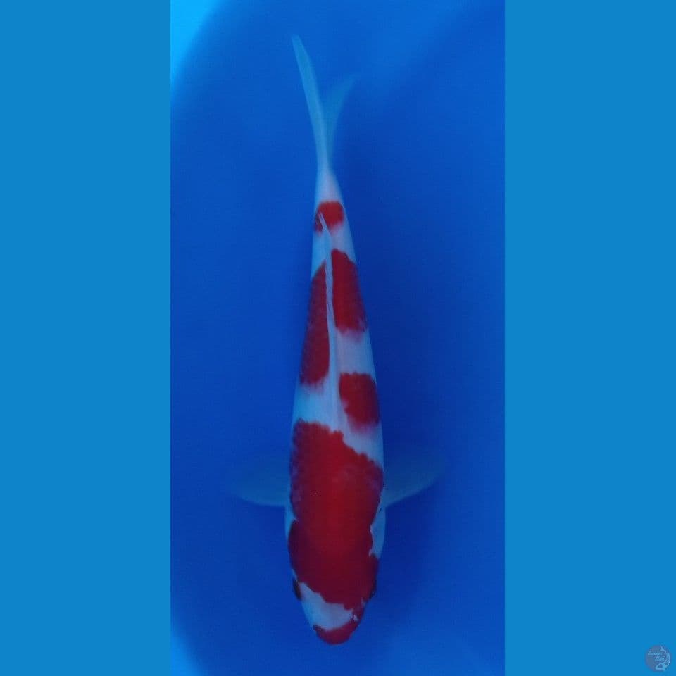 kohaku 30 cm