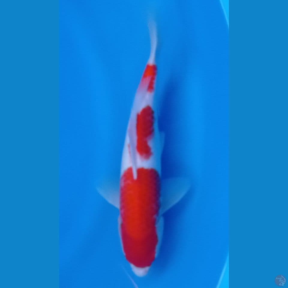 kohaku 30cm