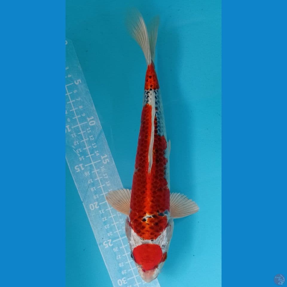 kujaku merah 32cm