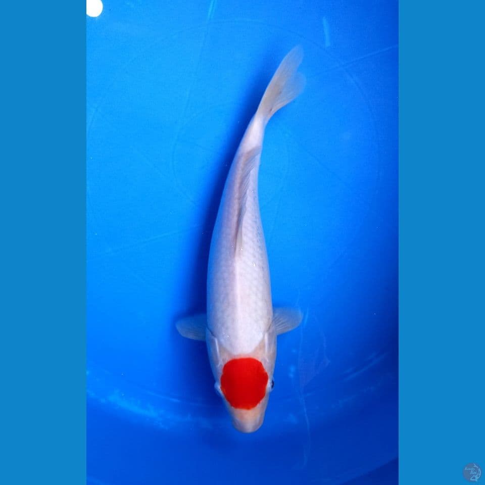 TANCHO FULL MOON 33CM