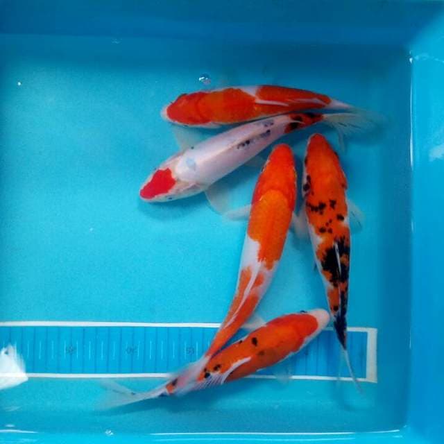 Mix koi 