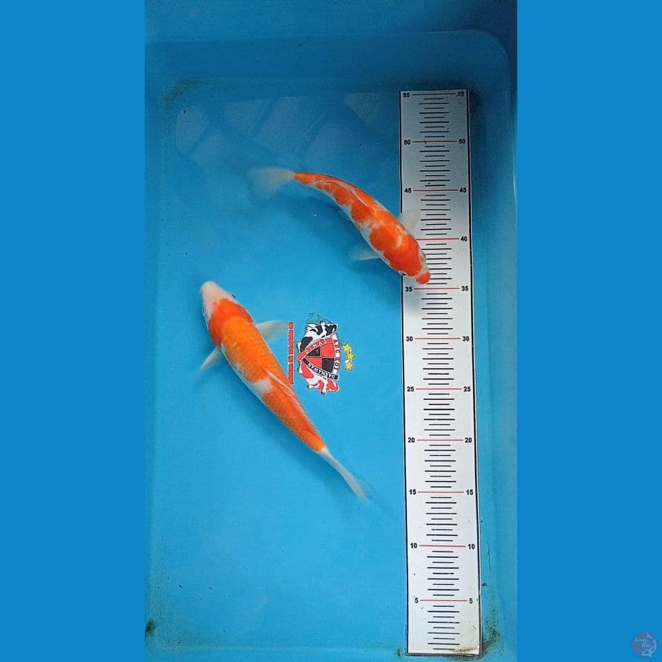 Kohaku 23-25 cm