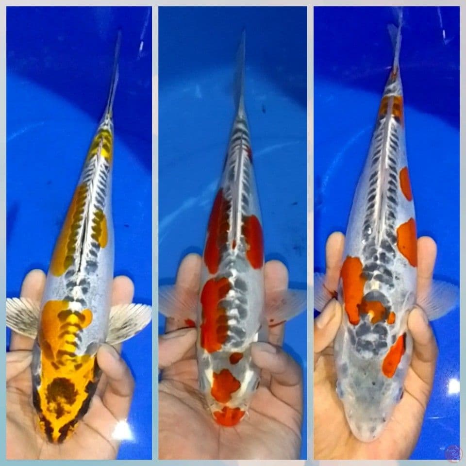 KIKOKURIYU 30bu