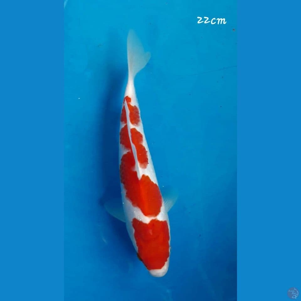 Kohaku 22cm