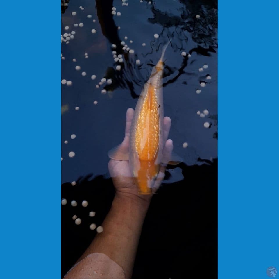 Karasi MM ginrin male 33cm