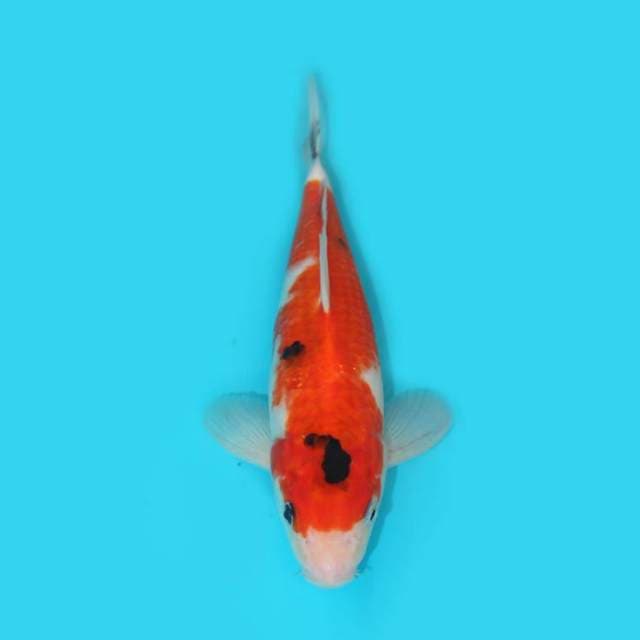 YG_SANKE _28 CM