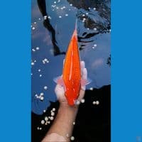 Red karasi Ginrin Male 34cm