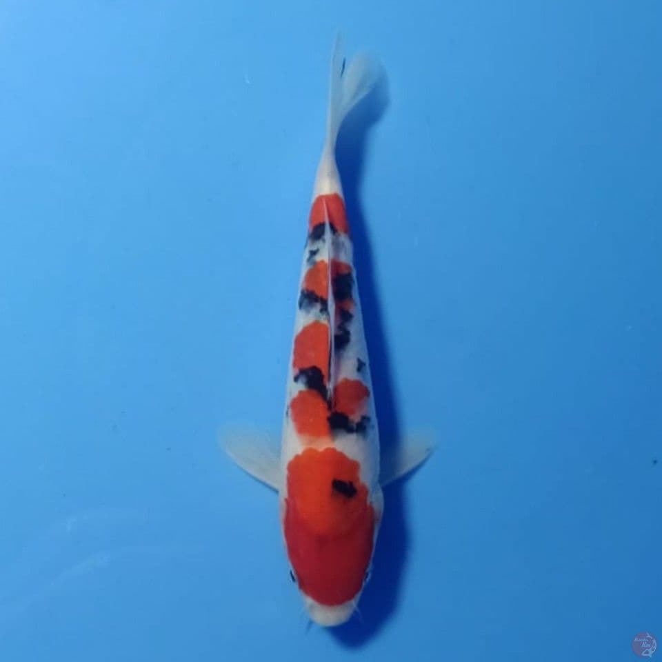Sanke 20cm 