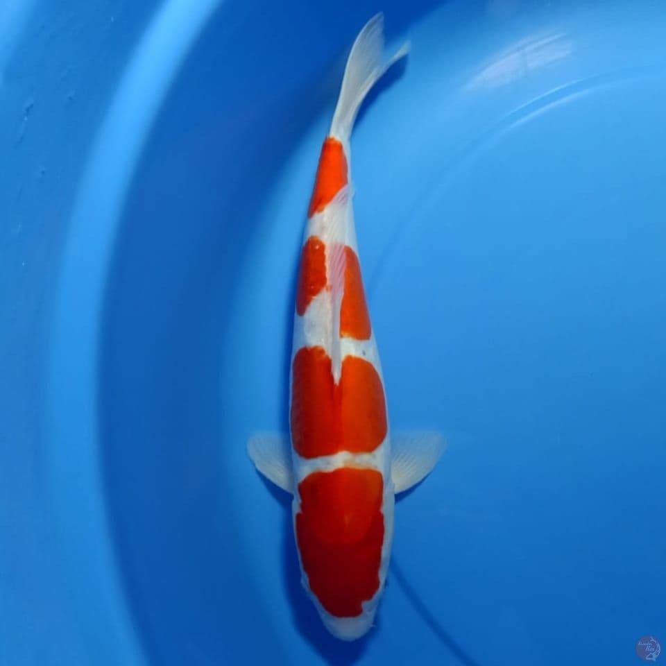 doitsu murni 37cm