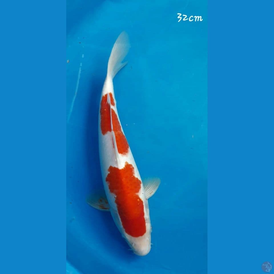 Kohaku 32cm