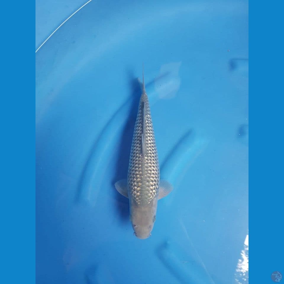 Suragoi fuull ginrin 32cm male SQ