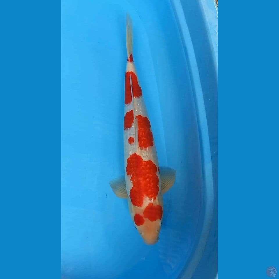 KOGAKU GINRIN 44CM