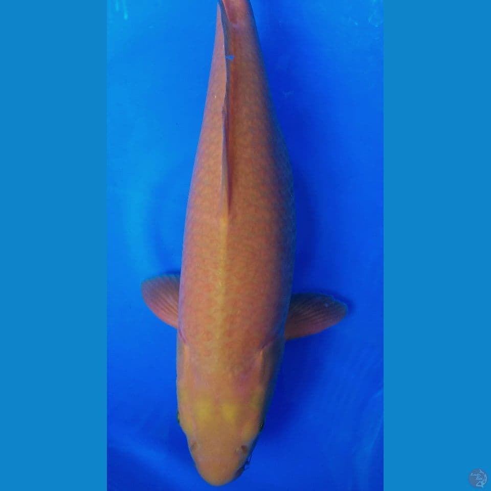 F 53CM KARAMEL