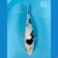 Shiro ginrin tategoi 38 cm