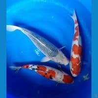 JUMBO 50-55-58CM MIX